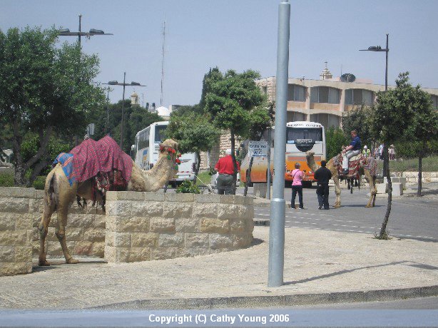 Jerusalem-Mount-of-Olives-camel.jpg