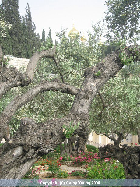 gethsemane-garden-02.jpg