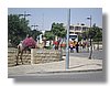 Jerusalem-Mount-of-Olives-camel.jpg