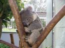 A-cuddly-koala