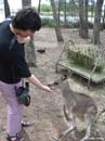 Kangaroo-feeding-Birdland