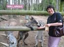 Kangaroo-lunchtime