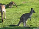 Kangaroos-in-the-wild