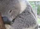 Koala-klose-up