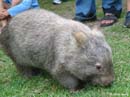 Wombat