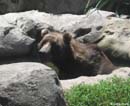 Sydney-Zoo-bear