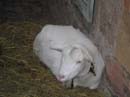 Colmar--manger-display-goats2