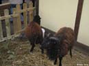 Colmar-sheep-manger-display
