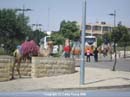 Jerusalem-Mount-of-Olives-camel